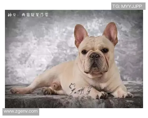 菲律宾足球界的超级明星是谁引发了广泛关注和热议